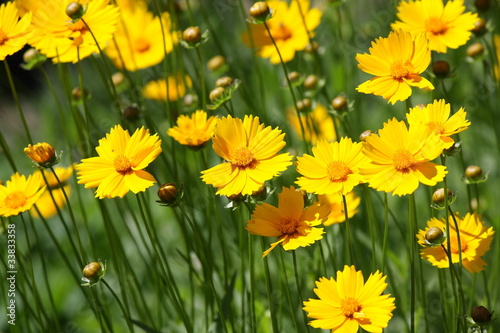 Yellow flowers.