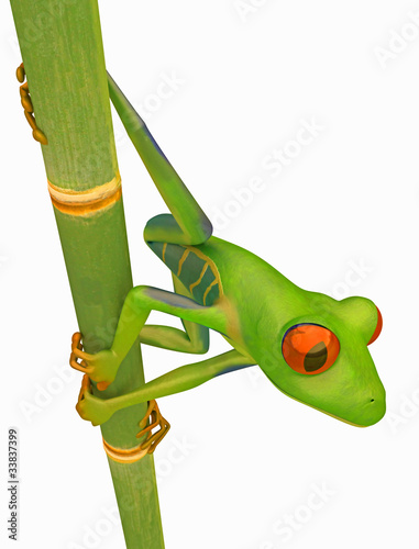 Green Red eyed tree frog on bamboo stem