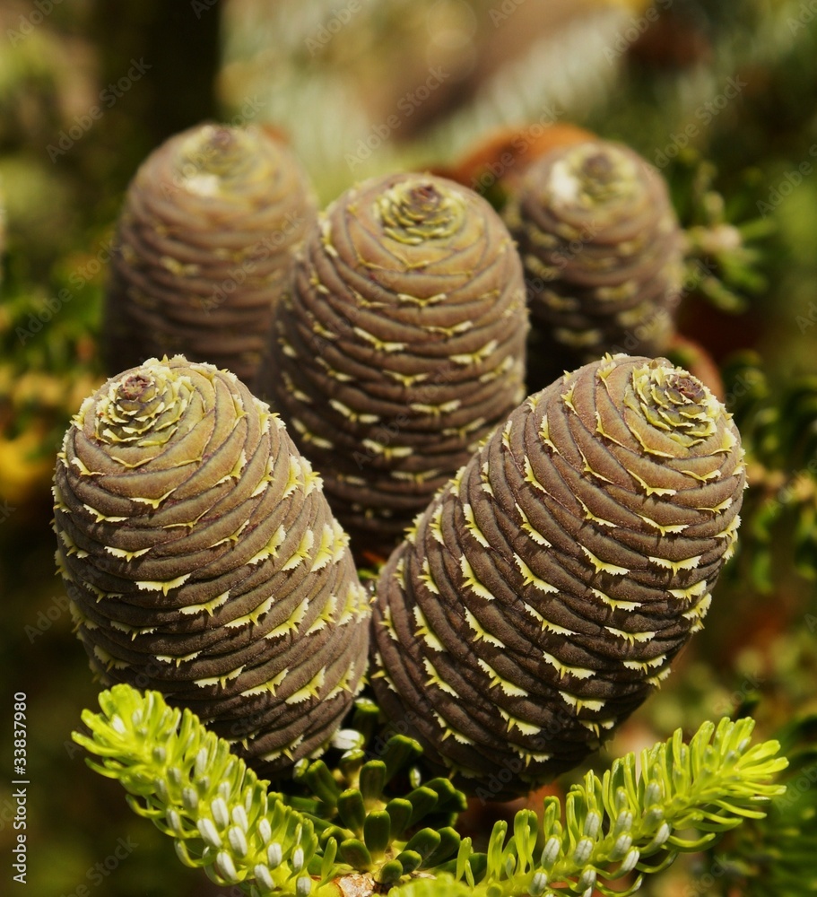 Tannenzapfen Stock Photo | Adobe Stock