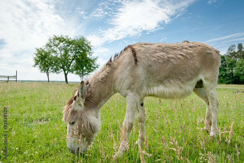 donkey donkey
