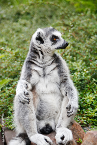 Cute Lemur