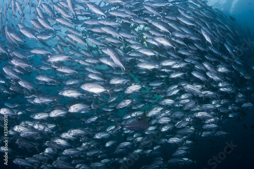 School of Black Jacks