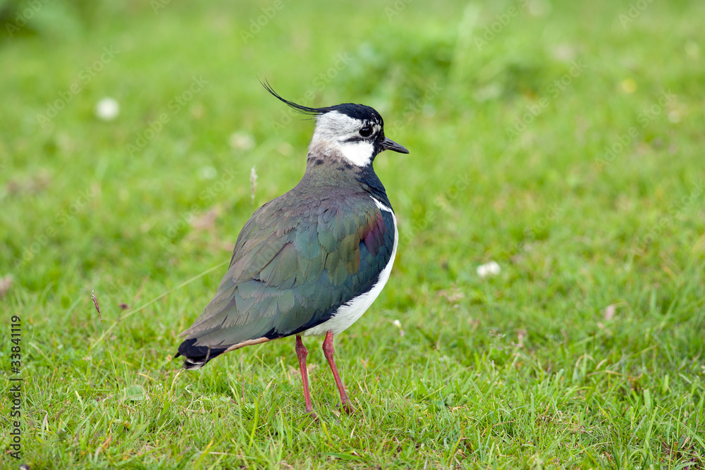 Fototapeta premium Lapwing