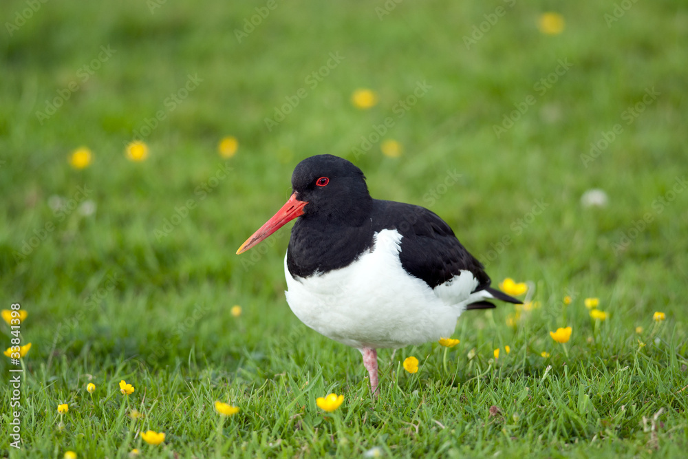Oystercatcher