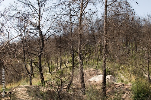 charred woods in the south of France photo