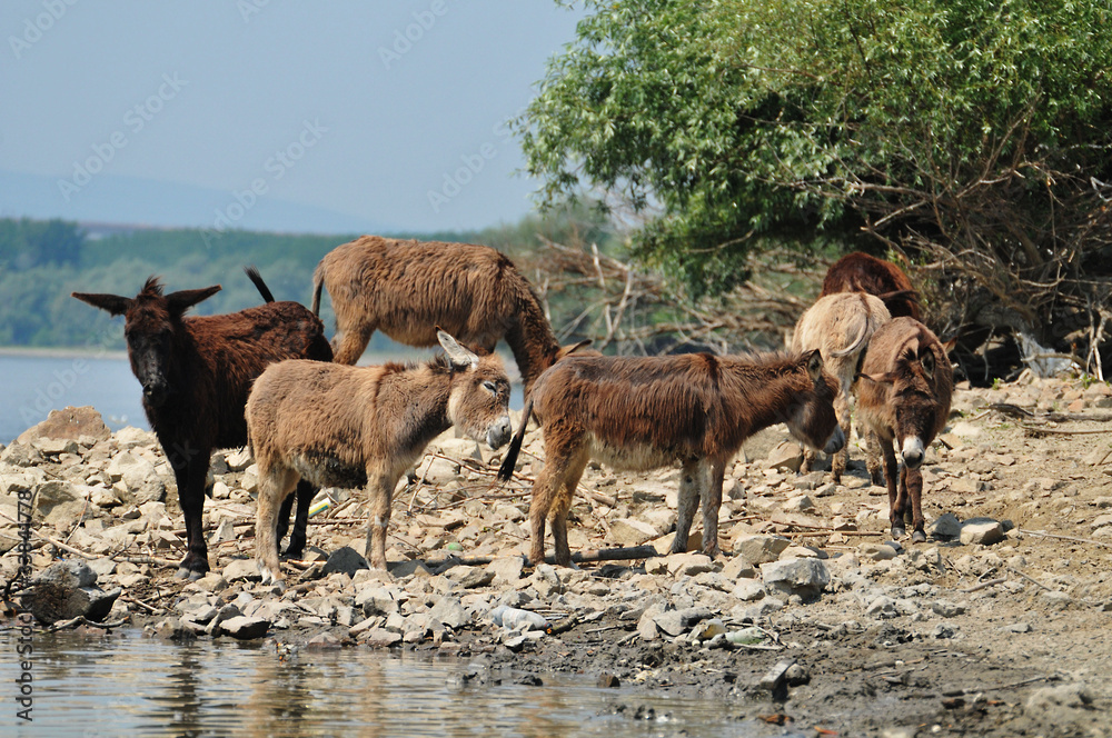 Fototapeta premium Donkeys at the watering hole