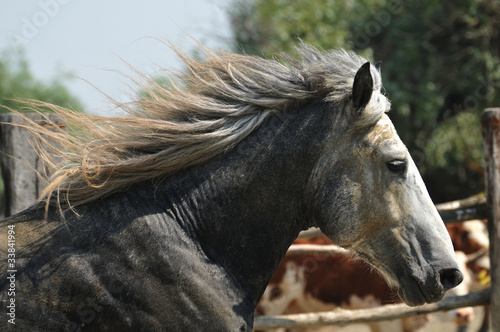 galloping stallion