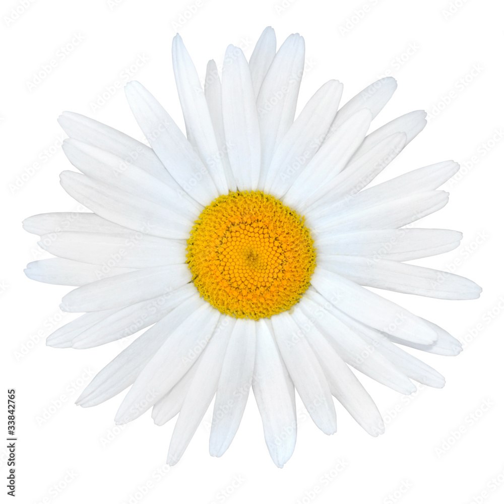 White Daisy with Yellow Center Isolated on White