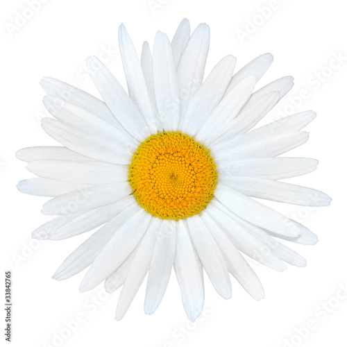 White Daisy with Yellow Center Isolated on White