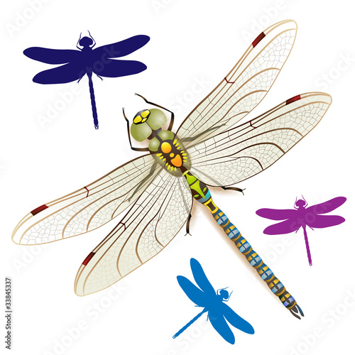 Dragonfly on a white background