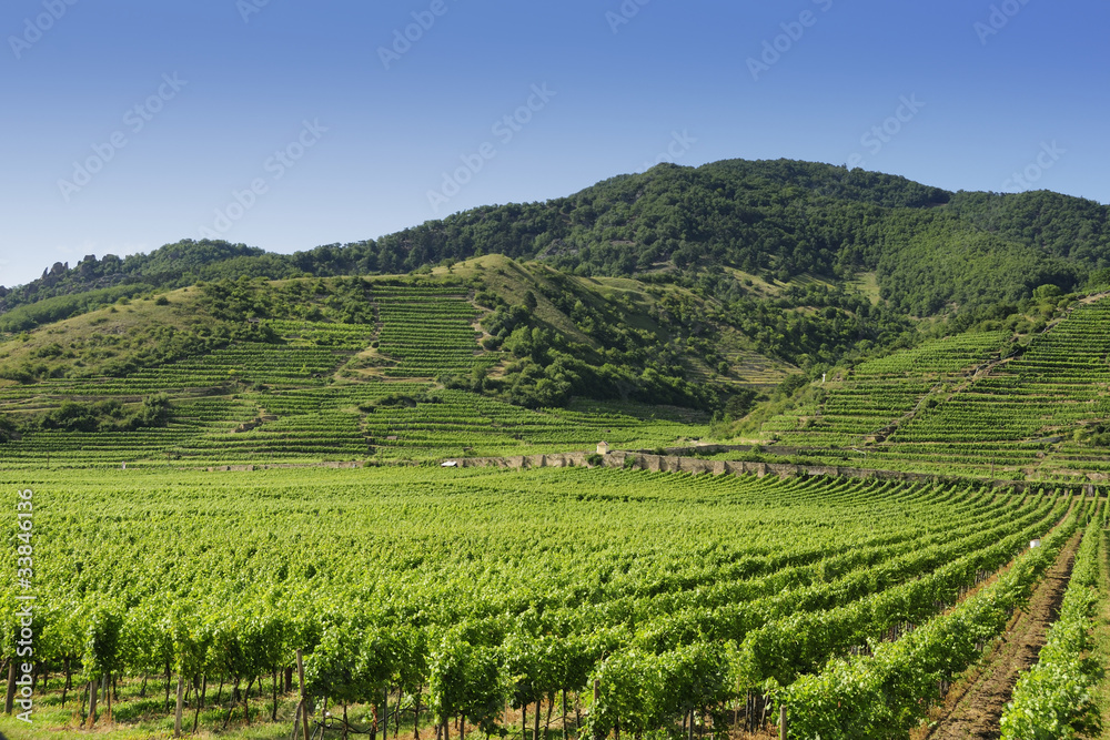 Weinbau in der Wachau