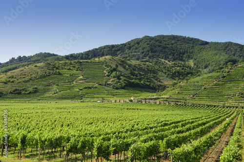 Weinbau in der Wachau
