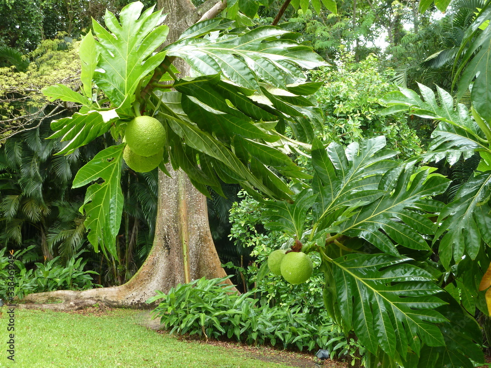 Arbre à pain Stock Photo Adobe Stock