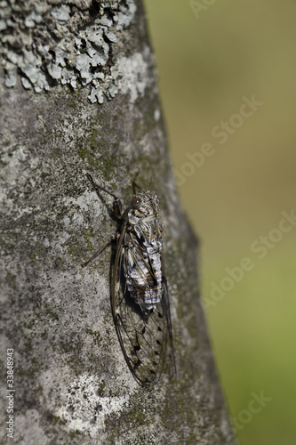 Cicada