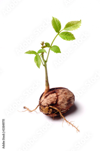 Walnuts sprout  on white