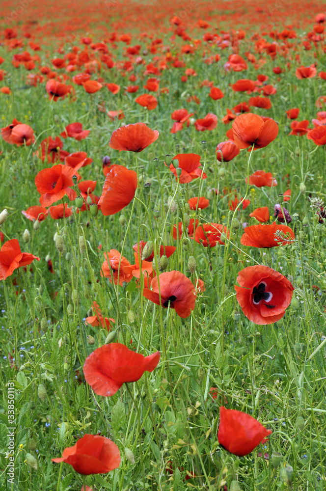 Obraz premium Pöppy field