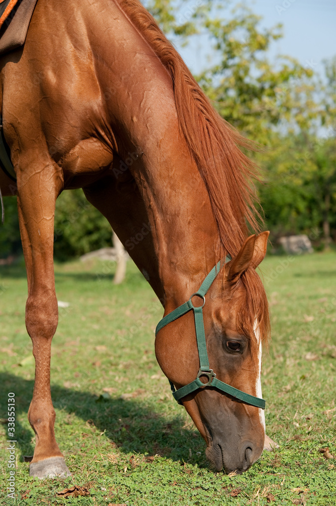 Fototapeta premium horse on the grass