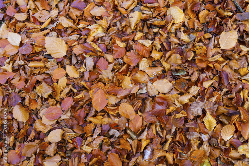 Leaves on the ground in autumn.