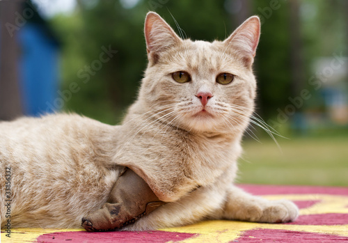 Invalid cat with amputated paw
