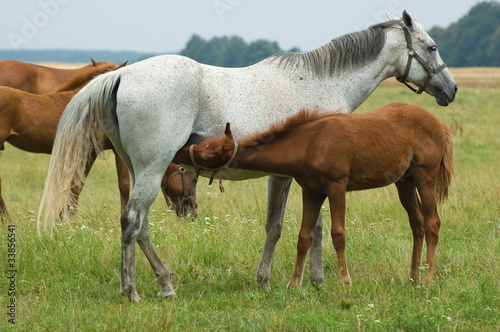 A mare and a foal