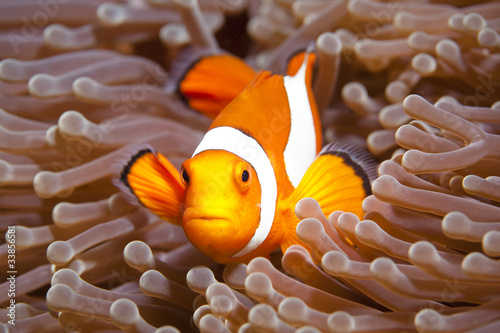 Obraz na płótnie Anemonefish