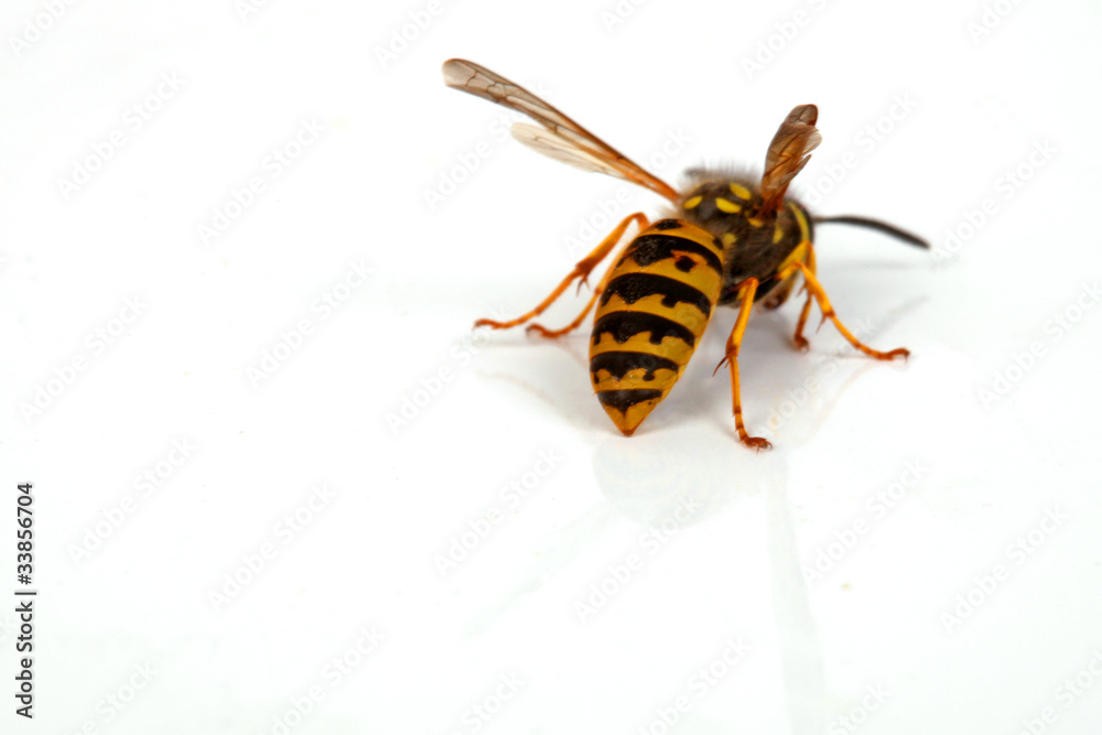 Obraz premium Wespe von hinten