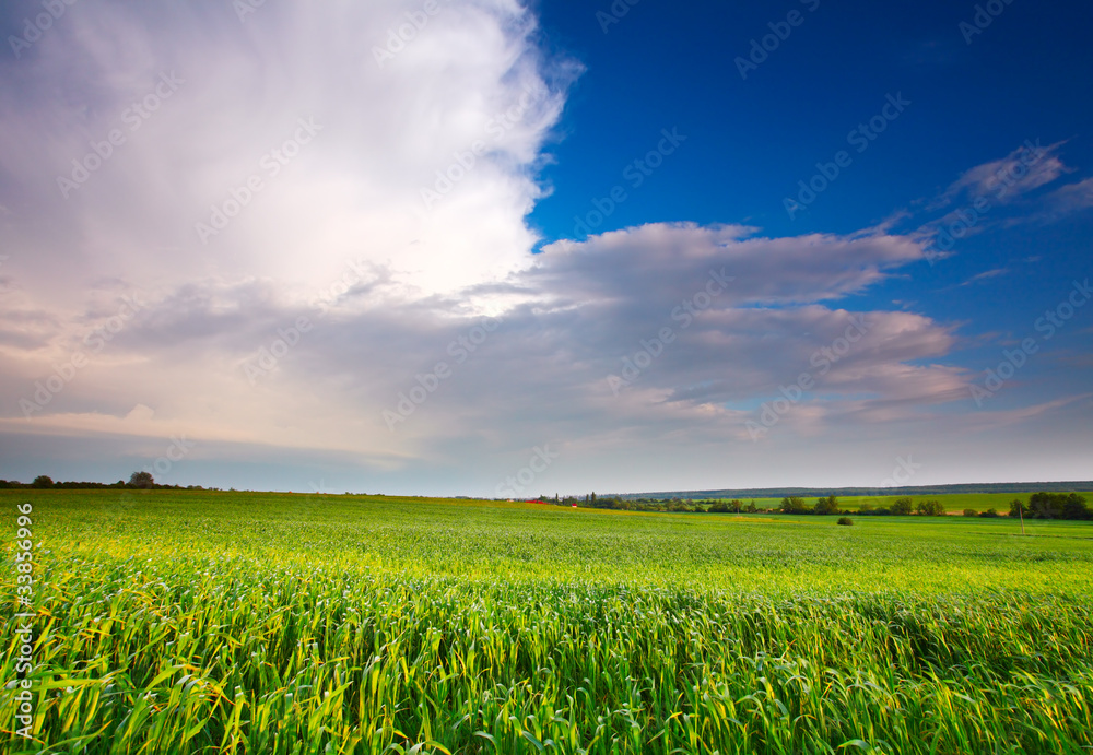Spring Meadow with blue sky and clouds Spring Meadow with blue sky and clouds