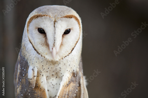 Close up of a Barn Owl.