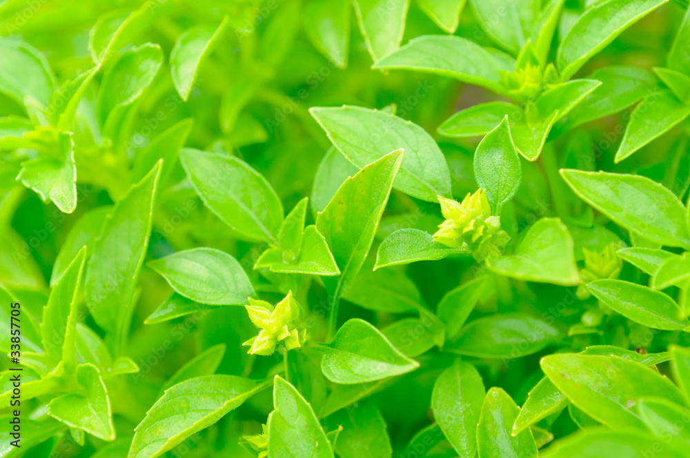 Piccolo Basil on Vegetable Patch Piccolo Basil on Vegetable Patch