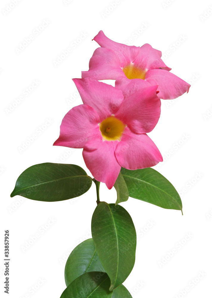 Fototapeta premium dipladénia