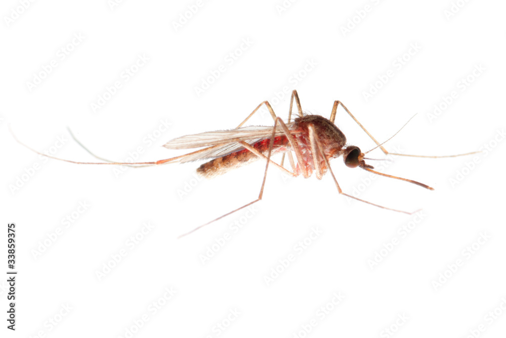 mosquito mosquito