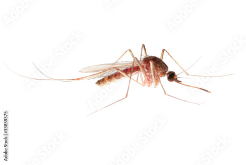 mosquito © defun