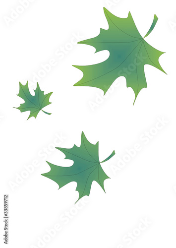 Three Leaves
