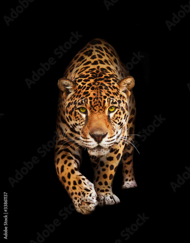 Fotografiet Jaguar in darkness - front view, isolated