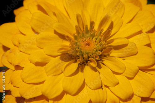 Close up shot of yellow Gerbera flower