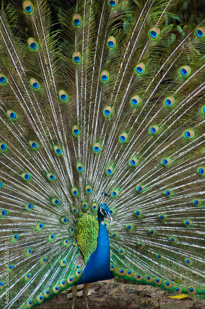 Obraz premium thai peacock