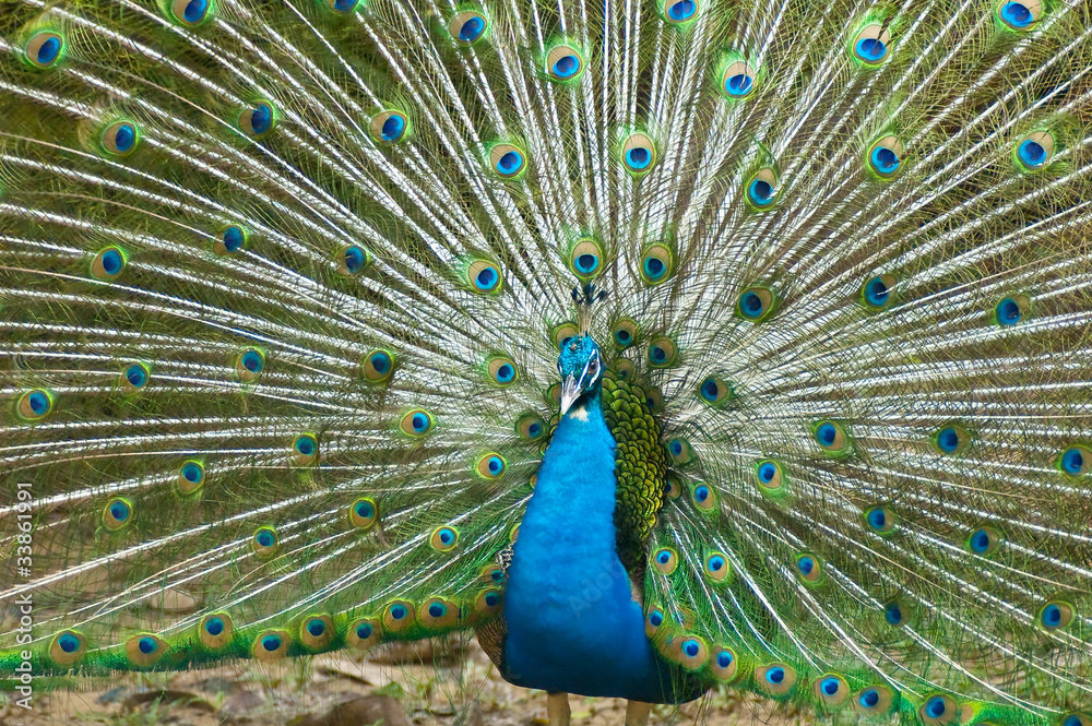 Naklejka premium thai peacock