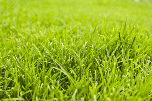 Clean grass background