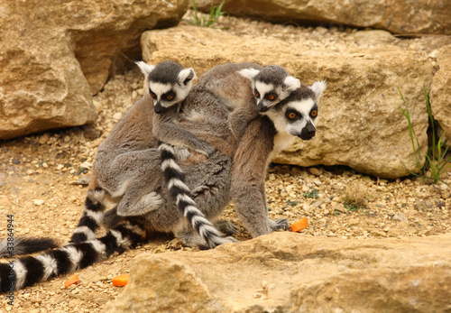 Fototapeta Naklejka Na Ścianę i Meble -  A mother Ring Tailed Lemur carrying her babies