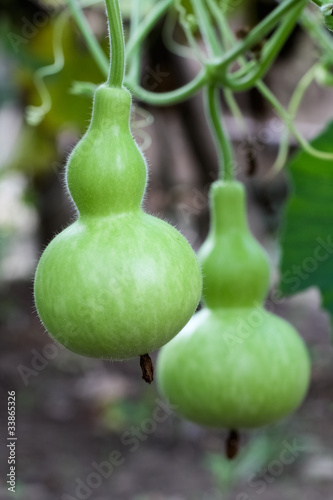 calabash gourd