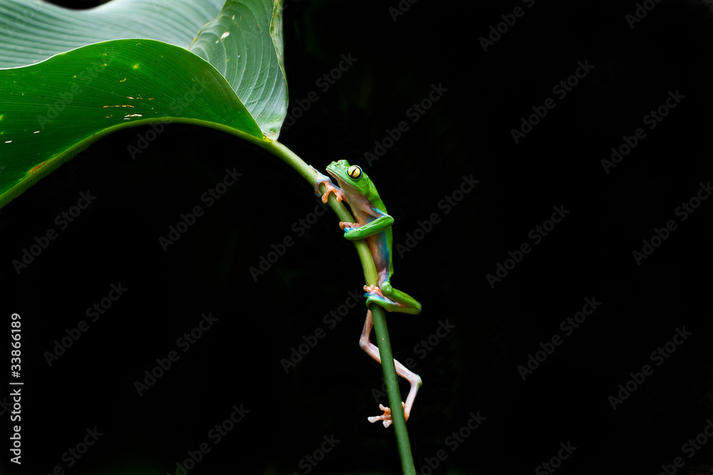 Naklejka premium A beautiful blue sided leaf frog climbs.