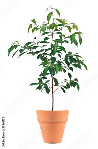 Small tree in a pot