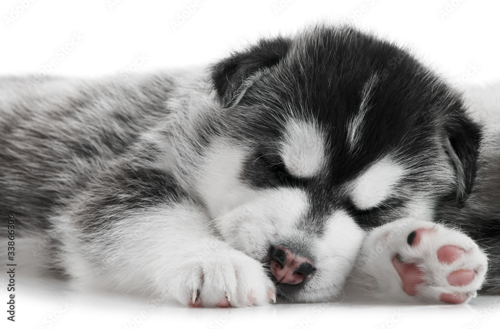 one Siberian husky puppy isolated one Siberian husky puppy isolated