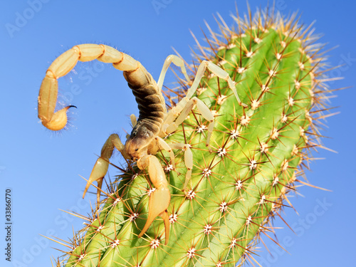 Giant Hairy Scorpion climbing on a Cactus