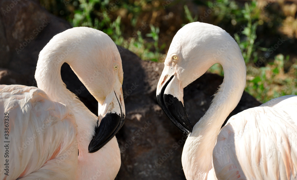 Obraz premium flamants roses