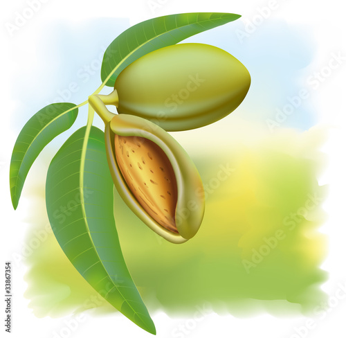 Almonds. Branch with leaves and fruits.