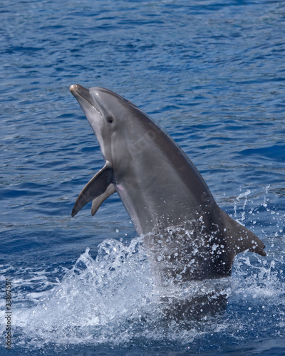 Dolphin standing