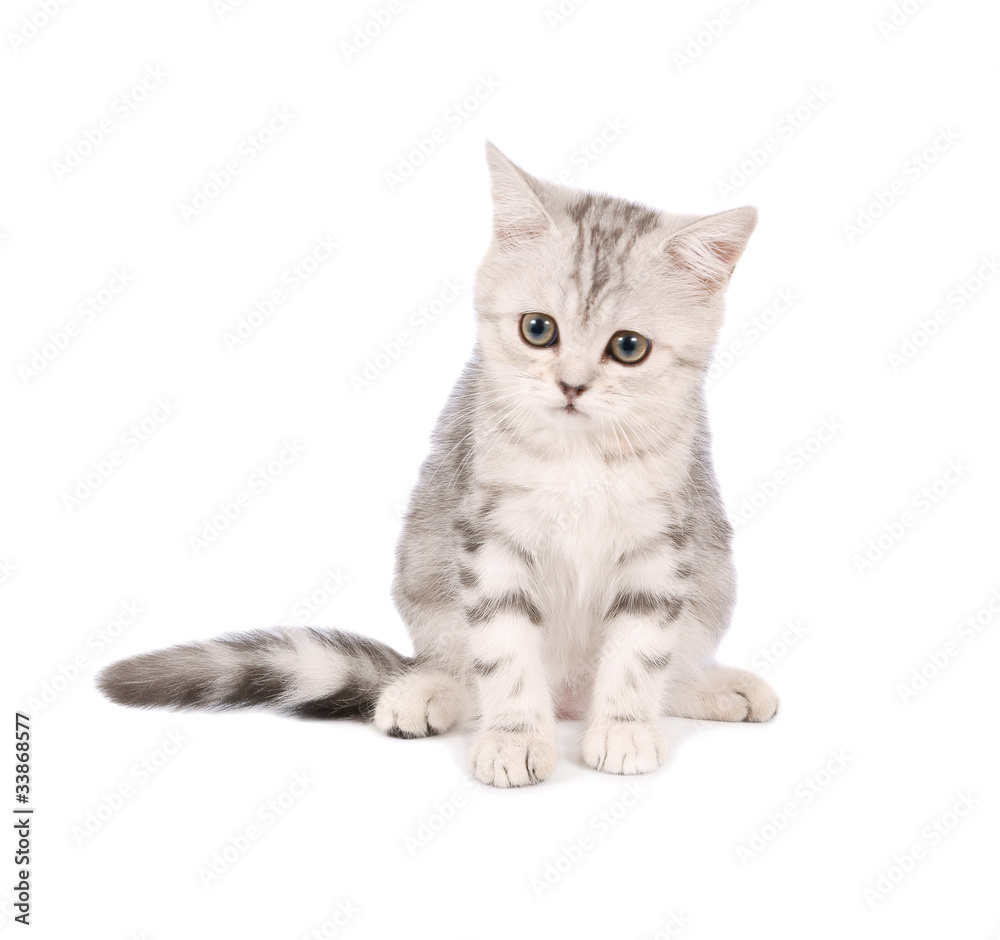 Scottish kitten isolated on white background