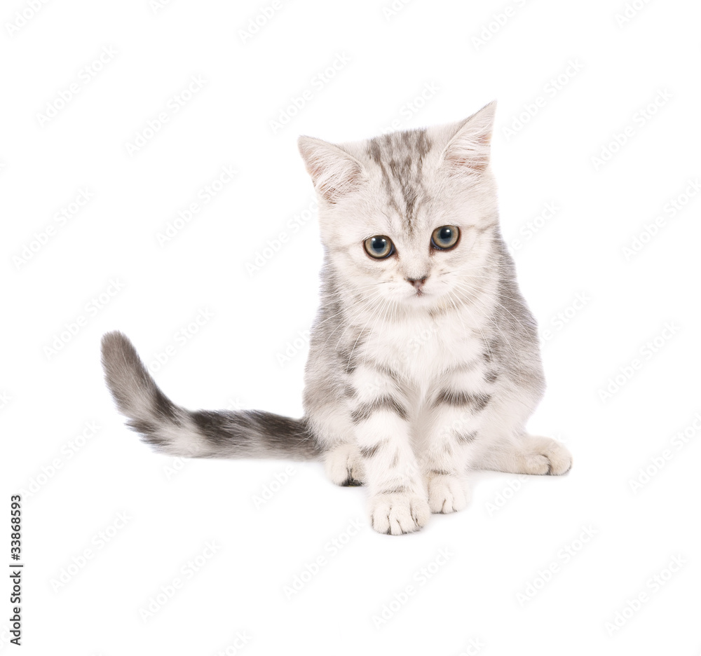 Obraz premium Scottish kitten isolated on white background