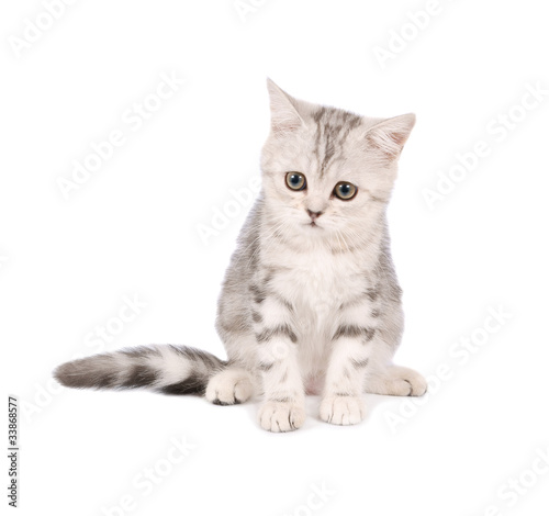 Scottish kitten isolated on white background